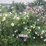 харизма * 希萨里亚