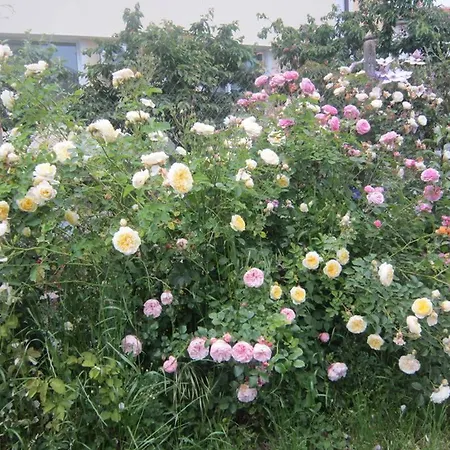 харизма * 希萨里亚