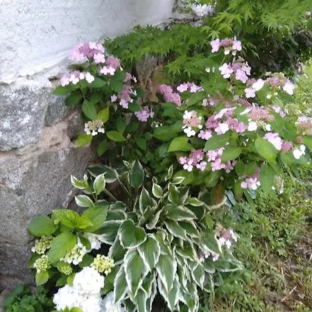 харизма Vilă