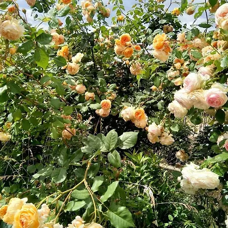 харизма 别墅 希萨里亚