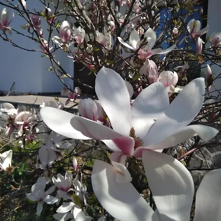 Vilă харизма *