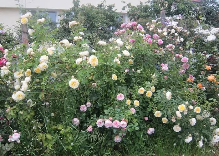 харизма * Hisarya